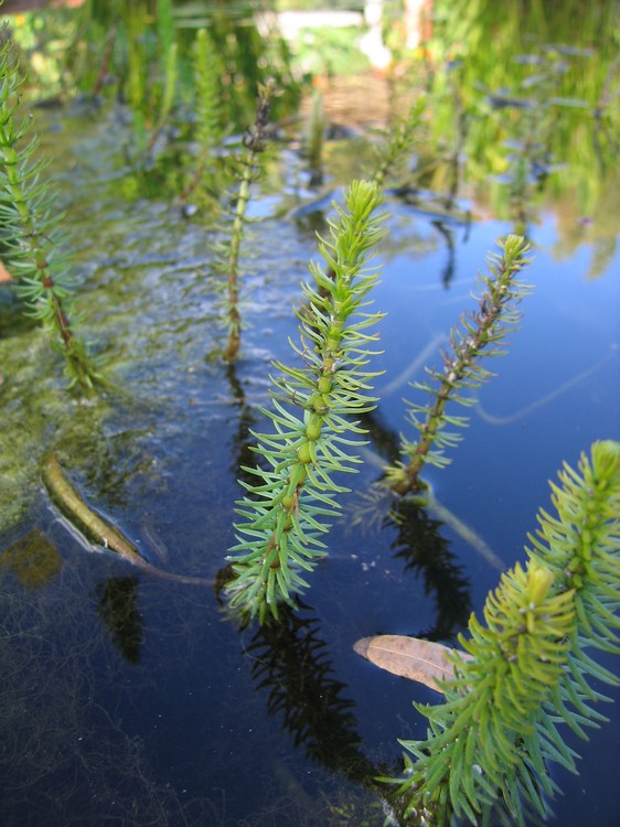 Hippuris vulgaris